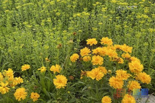 雏菊花期多长时间 雏菊花期多长时间--第1张
