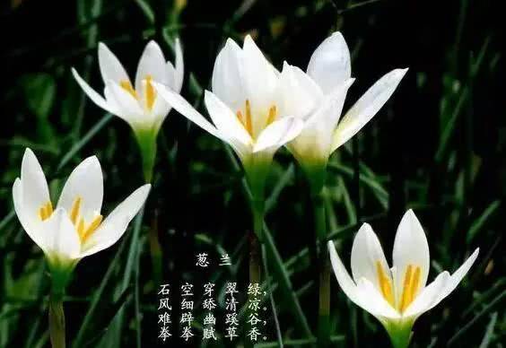 多年生草本花卉 多年生草本花卉--第1张
