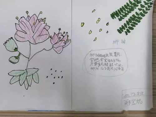 大自然植物传播种子的方法 大自然植物传播种子的方法--第1张