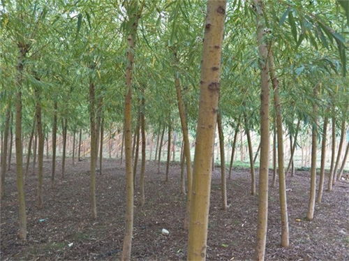 树苗价格查询 树苗价格查询--第1张