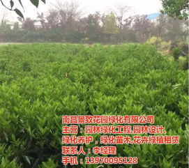 附近绿化苗木基地 附近绿化苗木基地--第1张