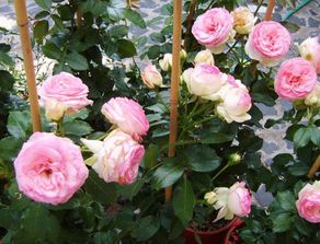 盆栽月季花的养殖方法 盆栽月季花的养殖方法--第1张