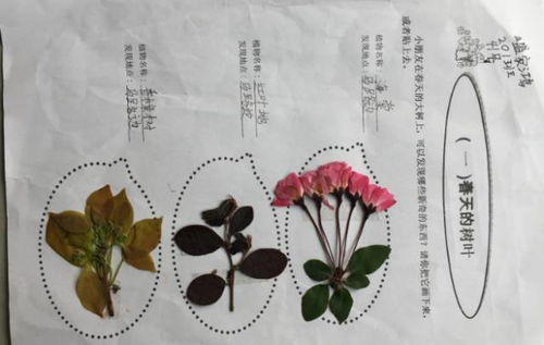春天开什么花二年级 春天开什么花二年级--第1张
