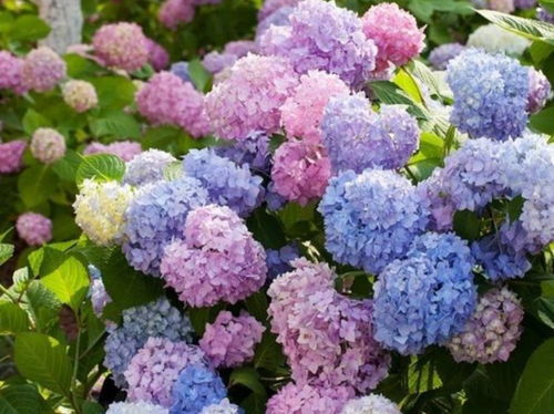绣球花图片唯美 绣球花图片唯美——梦幻般的美丽花卉--第1张