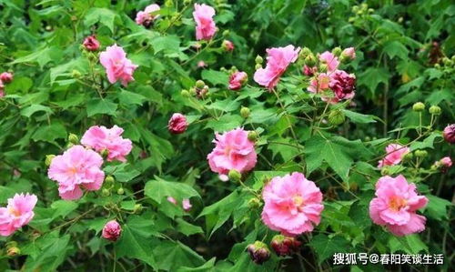 芙蓉树的寓意和象征意义 芙蓉树的寓意和象征意义--第1张