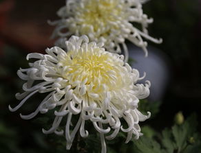 菊花 菊花--第1张