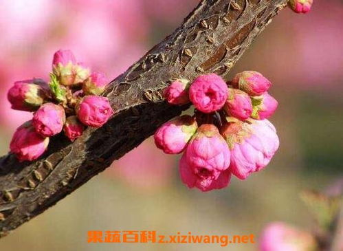 春天有什么花盛开 春天有什么花盛开--第1张