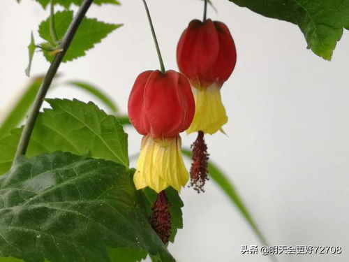 风铃花图片大全大图 风铃花图片大全大图--第1张