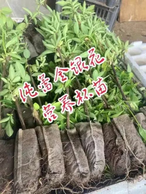 金银花树苗 金银花树苗种植与养护技巧--第1张