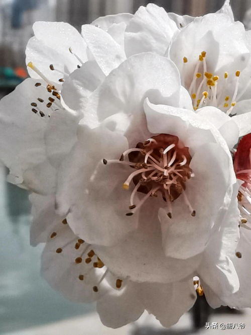 在线鲜花 在线鲜花，让您的生活充满鲜花的芬芳--第1张
