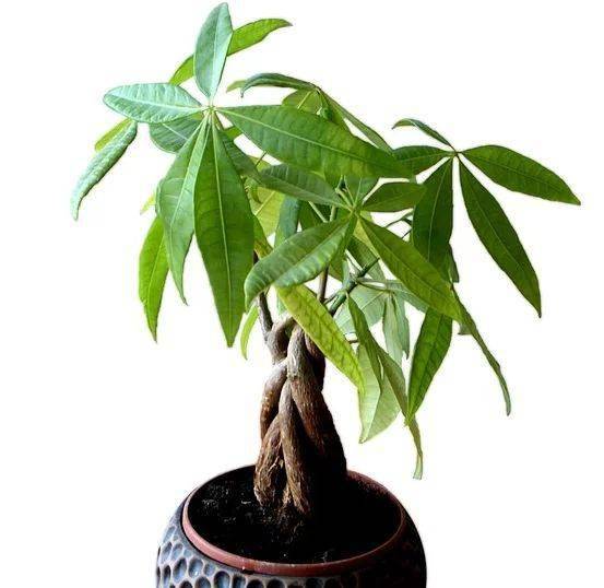 热播短剧花都狂龙全集完整版在线观看 热播短剧花都狂龙全集完整版在线观看——一部让你热血沸腾的都市传奇--第1张