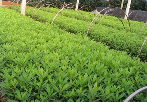 最新苗木求购信息597苗木网 最新苗木求购信息597苗木网——一站式苗木采购平台--第1张
