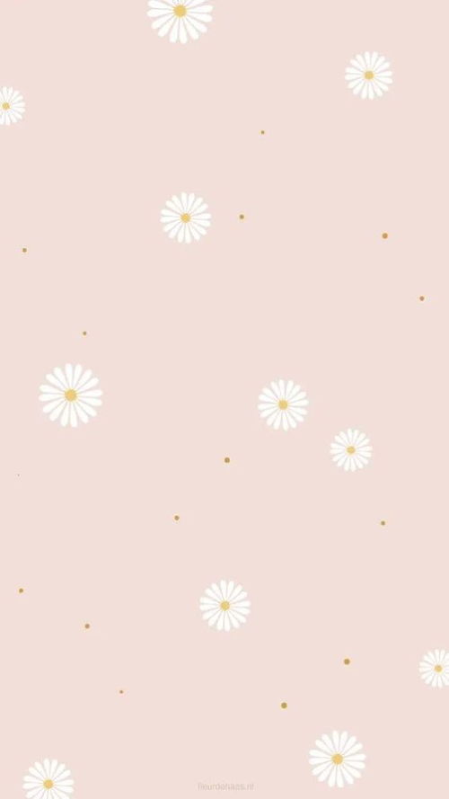 小雏菊图片及花语 小雏菊图片及花语--第1张