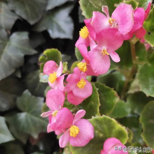 秋海棠花语象征与寓意 秋海棠花语、象征与寓意--第1张