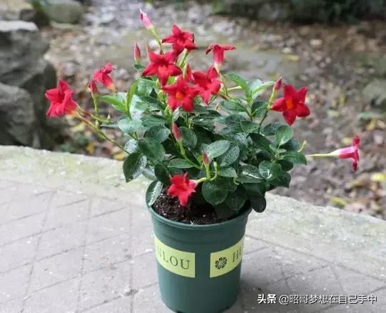 连翘花 连翘花的美丽与神奇，自然的瑰宝，生命的赞歌--第1张