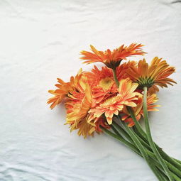 父亲节送什么花最合适 父亲节送什么花最合适--第1张