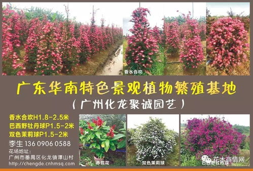 中国花木网花木商城 中国花木网花木商城，一站式花卉苗木采购平台--第1张