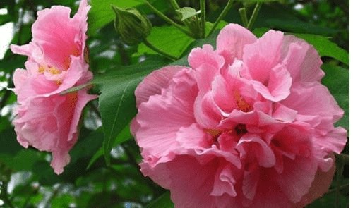 木芙蓉图片 木芙蓉图片，自然之美的独特诠释--第1张