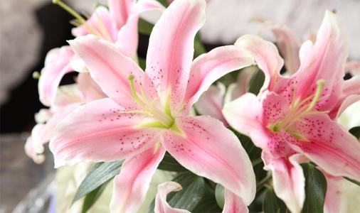 百合花数量的寓意和花语 百合花数量的寓意和花语--第1张