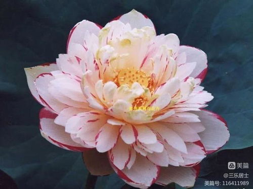 花中六君子指哪些花 花中六君子--第1张