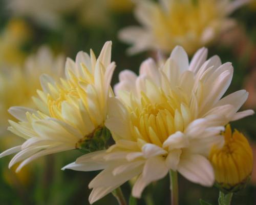 菊花象征着什么精神品质 菊花象征着什么精神品质--第1张