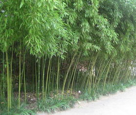 凤尾竹开花意味着什么 凤尾竹开花意味着什么--第1张