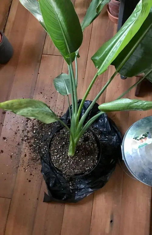 鹤望兰怎么养才能开花 鹤望兰怎么养才能开花--第1张