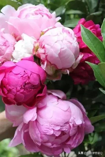 世界最漂亮的花 世界最漂亮的花--第1张