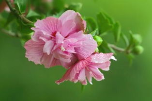 木槿花期 木槿花期的美丽与短暂--第1张