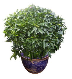 非洲茉莉寓意和风水 非洲茉莉的风水寓意--第1张