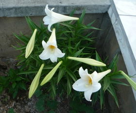 粉百合花的寓意是什么意思 粉百合花的寓意--第1张