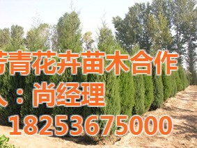 绿化苗木2024年行情 绿化苗木2024年行情，市场趋势、机遇与挑战--第1张