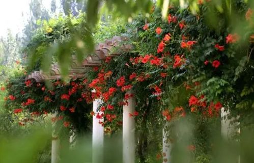 凌霄花爬藤效果图 凌霄花爬藤效果图——打造梦幻花园的秘密武器--第1张