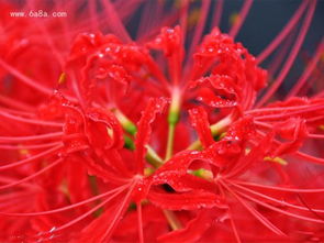 紫色彼岸花的真正花语 紫色彼岸花的真正花语，神秘、永恒的爱与思念--第1张