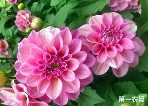 大丽花 大丽花，绚丽多彩的花中之皇后--第1张