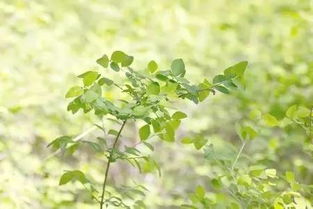 其它植物妈妈传播种子的方法 探索其它植物妈妈传播种子的方法--第1张