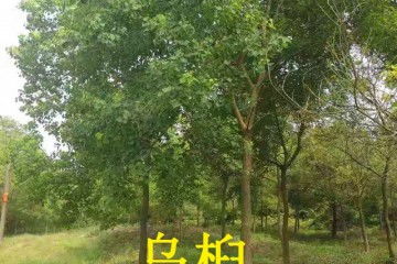乌桕子主要功效与作用 乌桕子主要功效与作用--第1张