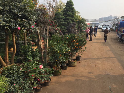 北京市花市树 北京市花市树，历史、文化与象征意义--第1张