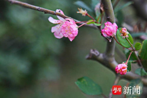 海棠花什么季节开花 海棠花什么季节开花--第1张