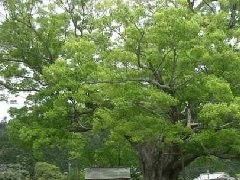 榉树 榉树--第1张