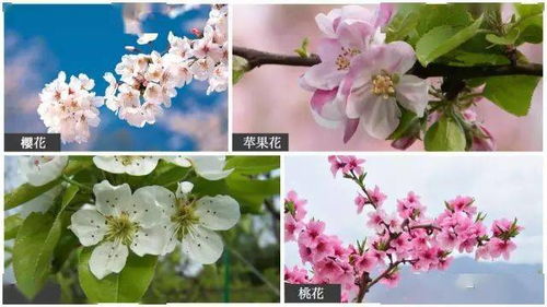 春天常见的三种花 春天常见的三种花--第1张