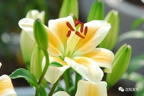 吊兰花图片 吊兰花图片，美丽与生命的完美结合--第1张
