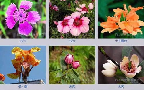 十二月花名大全 十二月花名大全--第1张