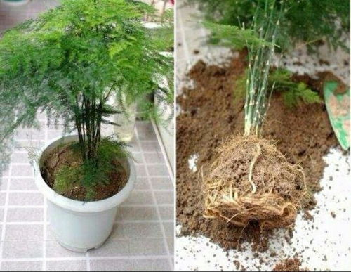 盆栽文竹的养殖方法和注意事项 盆栽文竹的养殖方法和注意事项--第1张