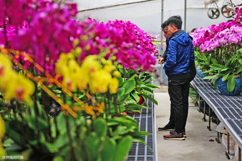西安最大花卉市场 西安最大花卉市场——探寻花卉爱好者的天堂--第1张