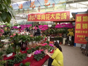 西安鲜花批发市场有哪些地方 西安鲜花批发市场探秘，探寻那些鲜为人知的宝藏--第1张