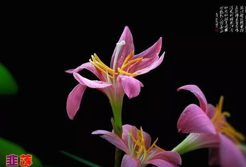 葱莲 葱莲，美丽而独特的花卉--第1张