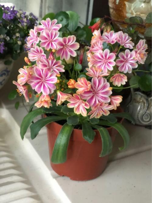 在线买花通常去哪个平台 在线买花，哪个平台是你的首选？--第1张