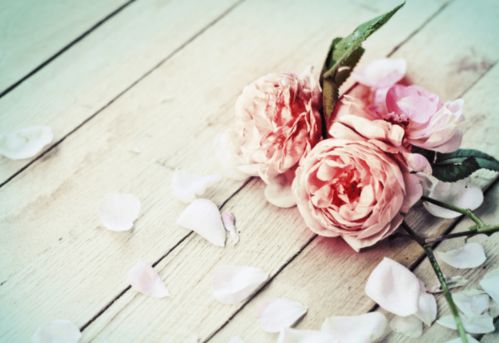 高级感玫瑰花背景图 高级感玫瑰花背景图——浪漫与品味的完美结合--第1张