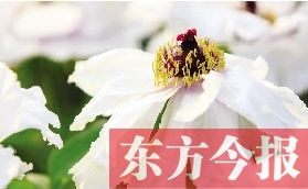 中国花卉协会地址 中国花卉协会地址--第1张